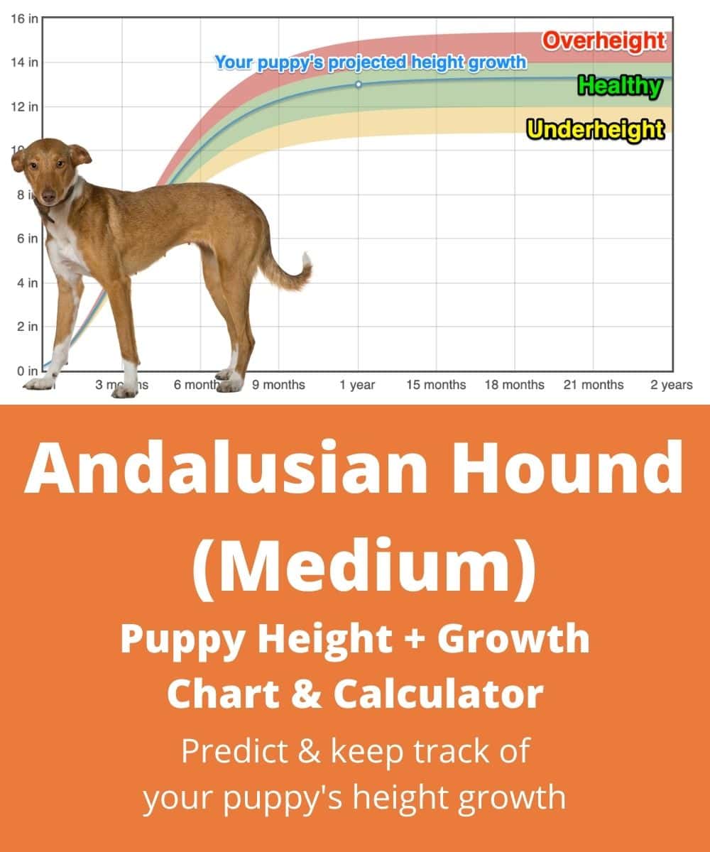 podenco-andaluz-medium Puppy height Growth Chart
